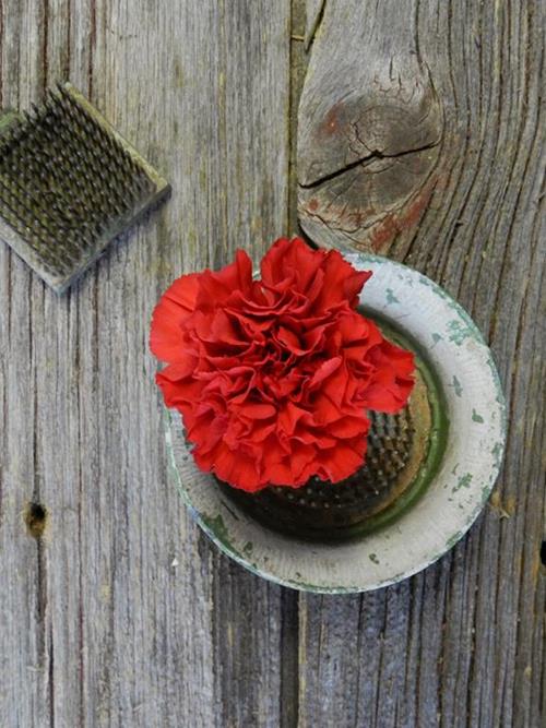 RED MAGIC  RED CARNATIONS